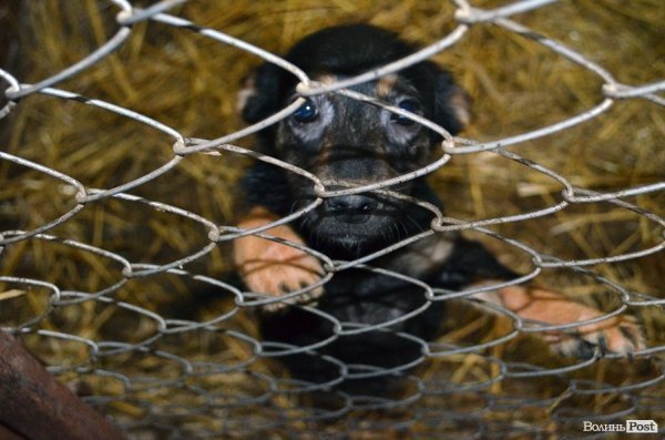 Собачий притулок у Луцьку пережив важку зиму. ФОТО