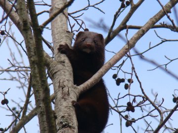 У нацпарку на Волині мешкають норки. ФОТО
