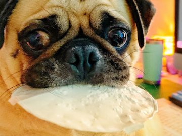 Як і чим годувати літнього собаку*