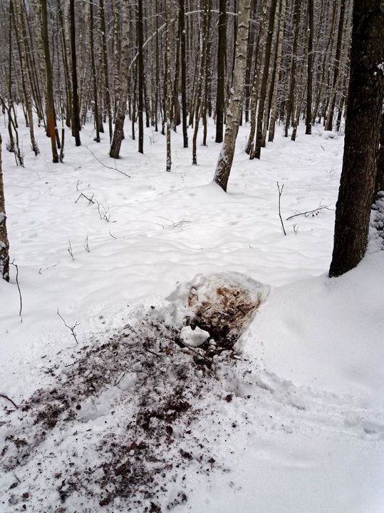 Як у волинському лісі зубрів шукали. ФОТО