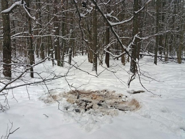 Як у волинському лісі зубрів шукали. ФОТО