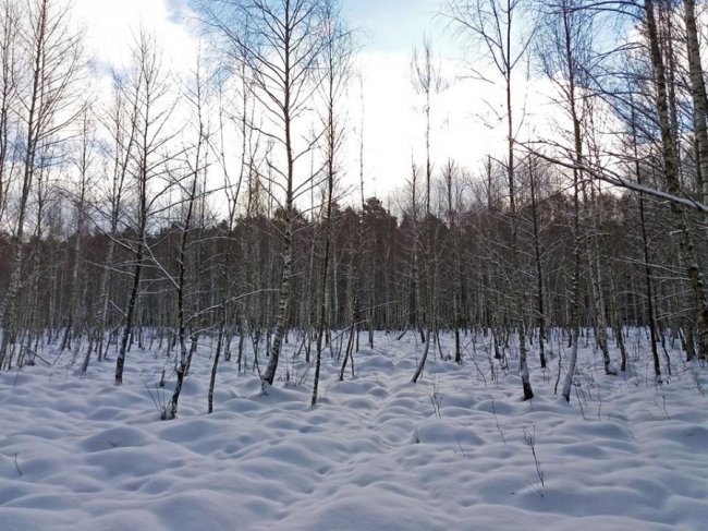 Як у волинському лісі зубрів шукали. ФОТО
