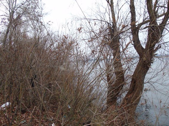 У Києві в парку знайшли тіло чоловіка з розбитою головою