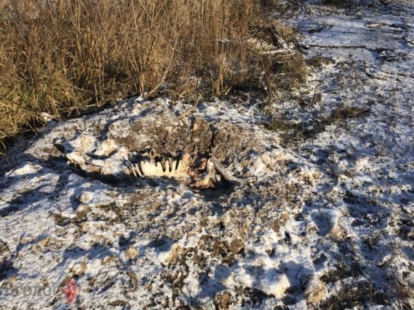 Колишній цукровий завод на Волині перетворюється на звалище