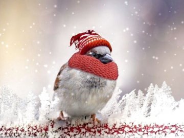 Коли в Україні зміцніють морози