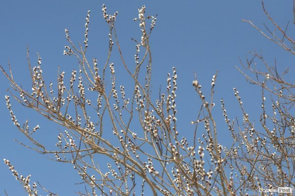 Весна у Луцьку. ФОТО