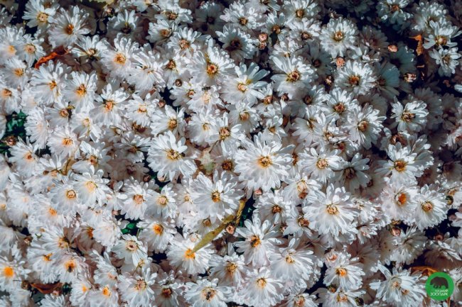 Жовтогаряча осінь у Луцькому зоопарку. ФОТО