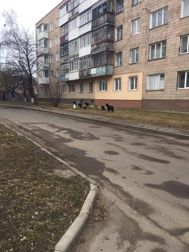 У Луцьку на дитину напала зграя собак. ФОТО