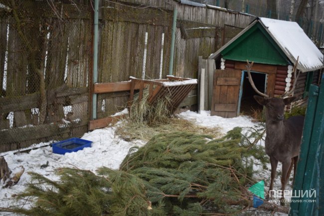 Куди в Луцьку можна здати ялинку, щоб вона принесла користь