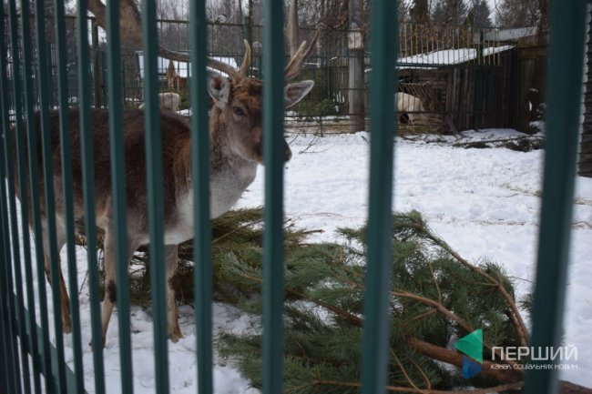 Куди в Луцьку можна здати ялинку, щоб вона принесла користь