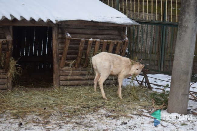 Куди в Луцьку можна здати ялинку, щоб вона принесла користь