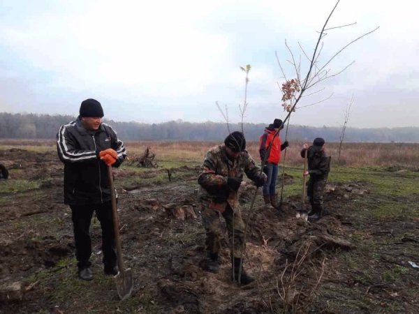 «Дерева миру»  з’явилися на околиці Ківерців