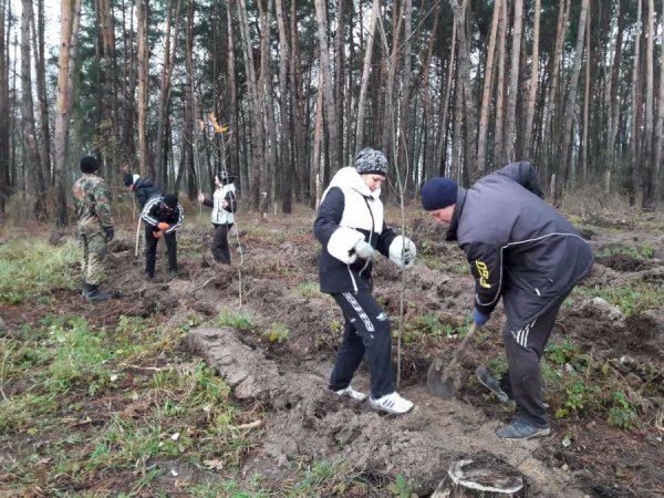 «Дерева миру»  з’явилися на околиці Ківерців