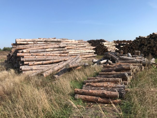 Під час обшуків у Стобихівці правоохоронці вилучили понад 700 кубів незконну деревину. ФОТО