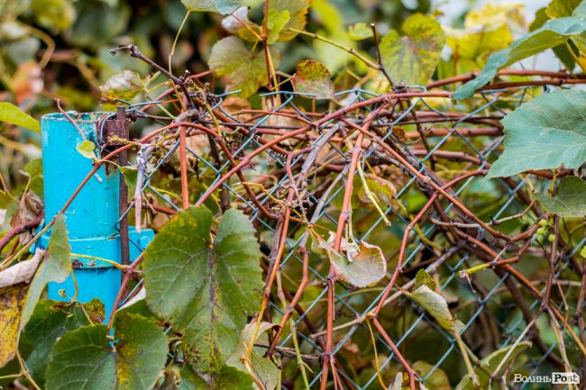 Жовто-багряний настрій: Луцьк на осінніх світлинах