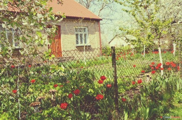 Луцькі тюльпани. ФОТО