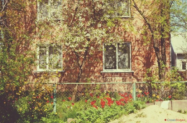 Луцькі тюльпани. ФОТО