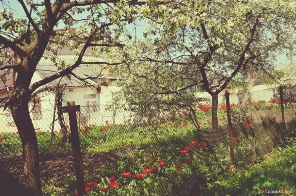 Луцькі тюльпани. ФОТО