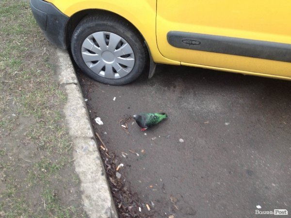 У Луцьк прилетів зелений голуб. ФОТО