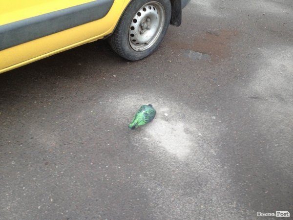 У Луцьк прилетів зелений голуб. ФОТО