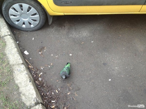 У Луцьк прилетів зелений голуб. ФОТО