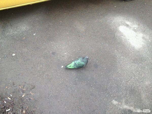 У Луцьк прилетів зелений голуб. ФОТО