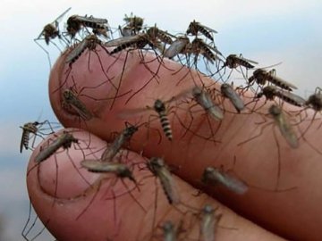 У Луцьку вимагають терміново вбивати комарів