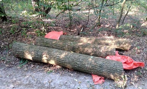 У Ківерцівському районі викрили крадіїв лісу. ФОТО