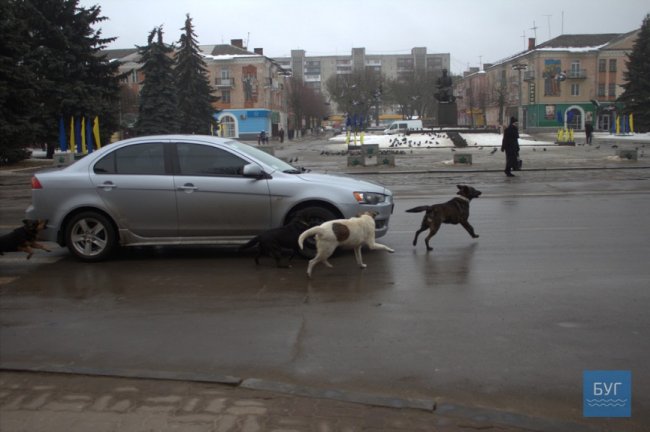 У Нововолинську біля монастиря на людей напала зграя собак