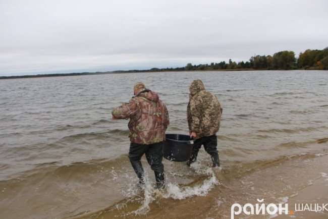 На Волині просять допомогти відновити популяцію риб на відомих озерах