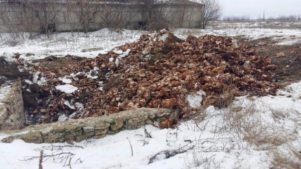 Господар-садист заморив голодом 80 тисяч курей
