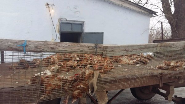 Господар-садист заморив голодом 80 тисяч курей