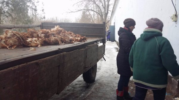 Господар-садист заморив голодом 80 тисяч курей