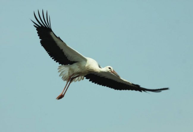 Молоді лелеки в об'єктиві волинського фотографа