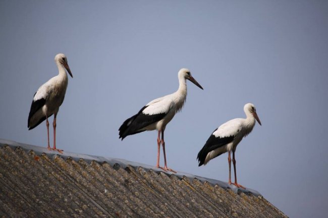 Молоді лелеки в об'єктиві волинського фотографа