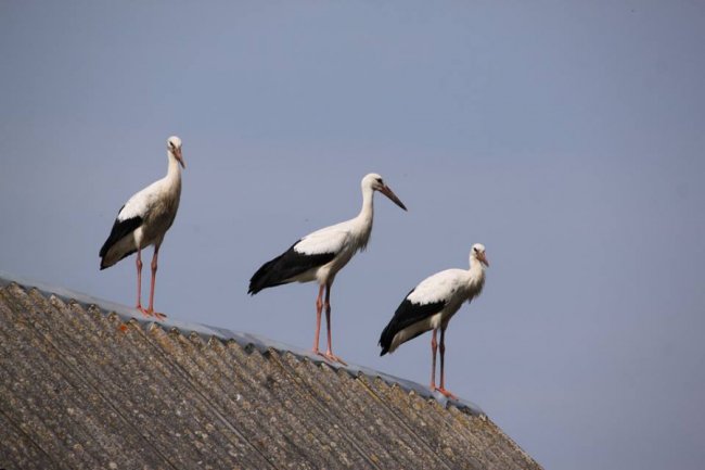 Молоді лелеки в об'єктиві волинського фотографа