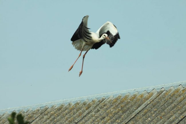 Молоді лелеки в об'єктиві волинського фотографа