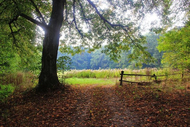 Волинський фотограф показав неймовірну природу Волині у різні пори року. ФОТО
