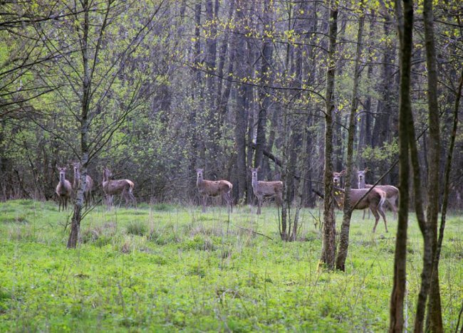 Волинський фотограф показав неймовірну природу Волині у різні пори року. ФОТО
