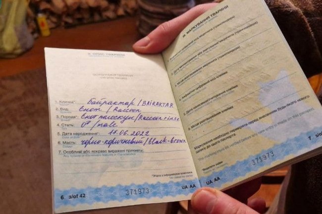 Бійці волинської бригади прихистили на позиціях єнота і назвали його «Байрактар». ФОТО