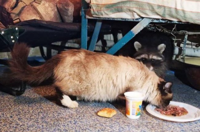 Бійці волинської бригади прихистили на позиціях єнота і назвали його «Байрактар». ФОТО