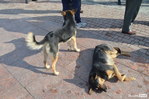 Майдан у Луцьку: Віче і хода на ДПЗ. ФОТО