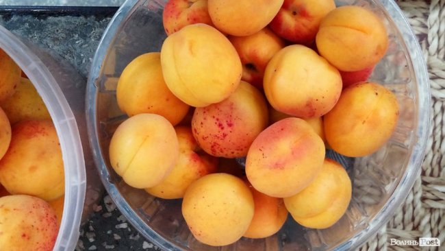 Від і до: скільки коштують перші абрикоси на луцькому ринку. ФОТО