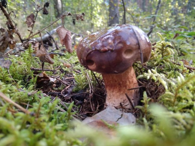 Волинський шоумен похвалився маневицькими грибочками. ФОТО. ВІДЕО