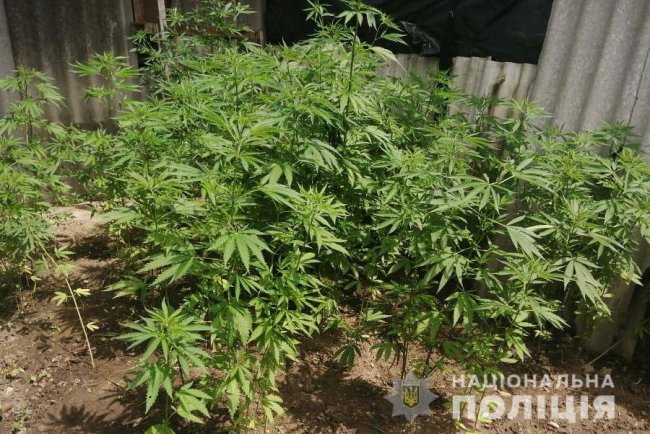 У Луцькому районі жінка на городі вирощувала плантацію конопель. ФОТО