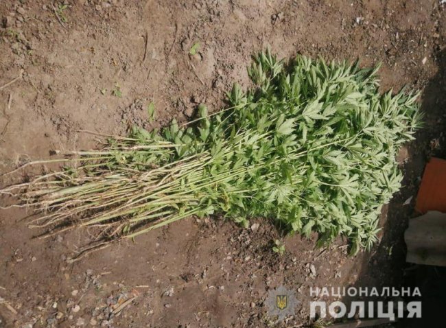 У Луцькому районі жінка на городі вирощувала плантацію конопель. ФОТО