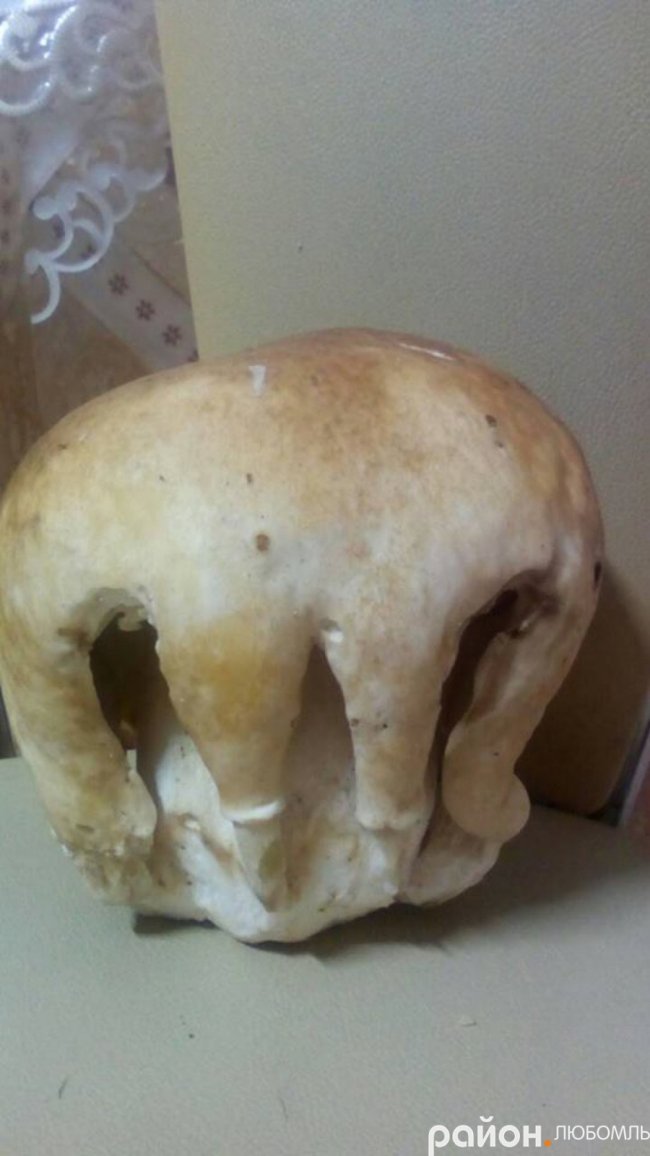 На Волині знайшли гриб у «перуці»