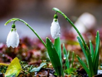 Погода в Луцьку та Волинській області на п’ятницю, 13 березня