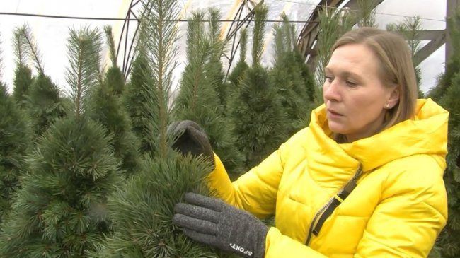 У селі під Луцьком родина майструє новорічних красунь з гілок хвойних дерев. ФОТО