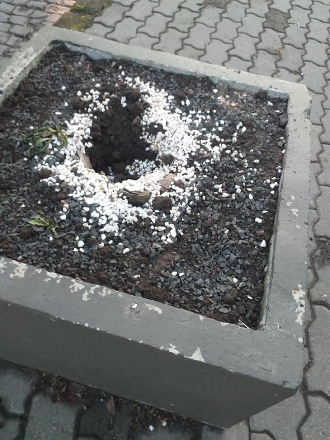 У Луцьку з клумб біля однієї з кав’ярень вп’яте виривають  зелені насадження